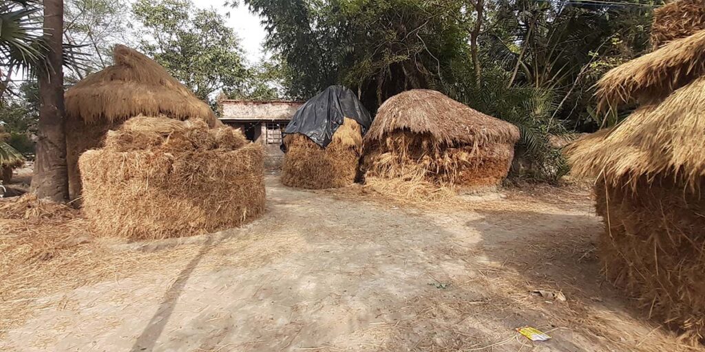 A typical visual of rice ball post harvest in an Indian village